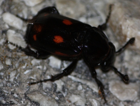 Silphidae: Nicrophorus  germanicus del Molise